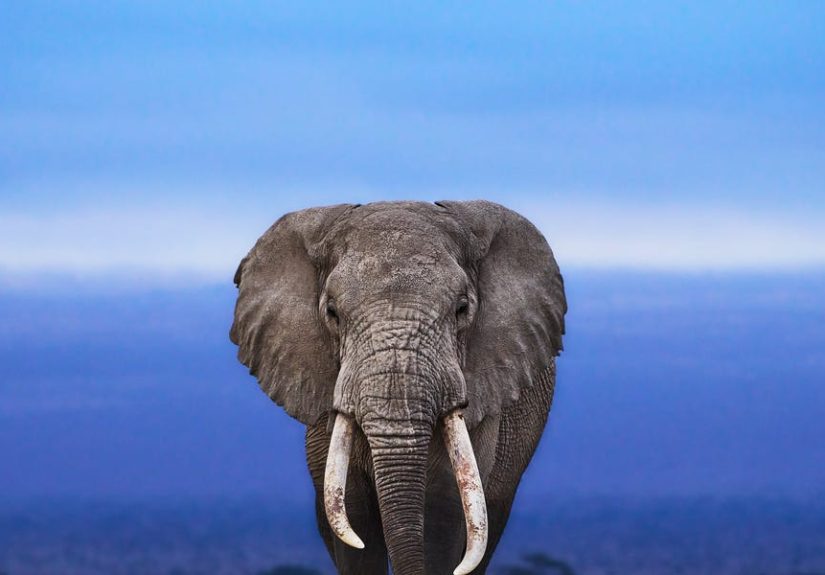 Scientists Put a Tiny Elephant Inside a Living Cell