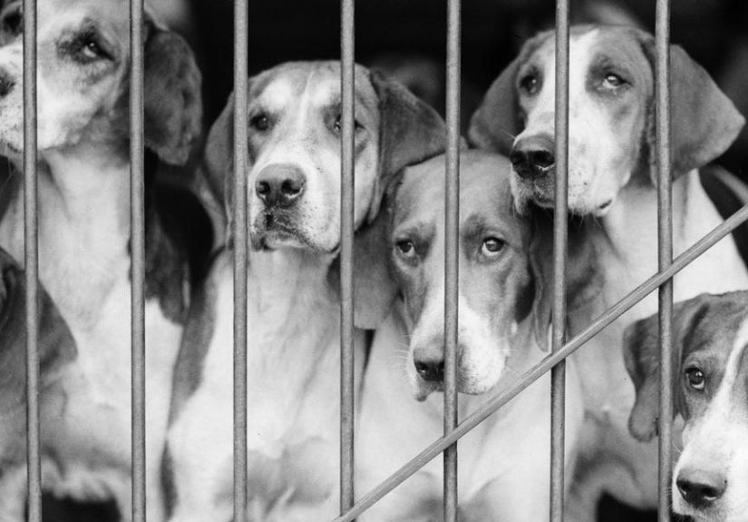 The Truth About the CIA’s Remote-Controlled Dog Experiments