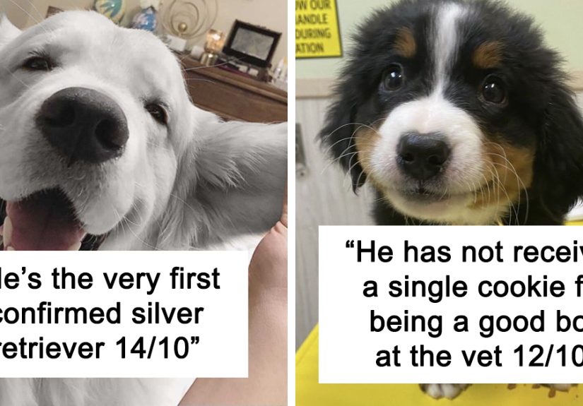 This Twitter Account Rates People’s Dogs And It’s Hilarious (50 New Pics)