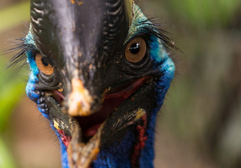 Top 10 Badass Living Creatures
