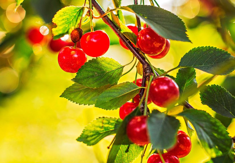 When to Plant a Cherry Tree to Speed Up the Harvest