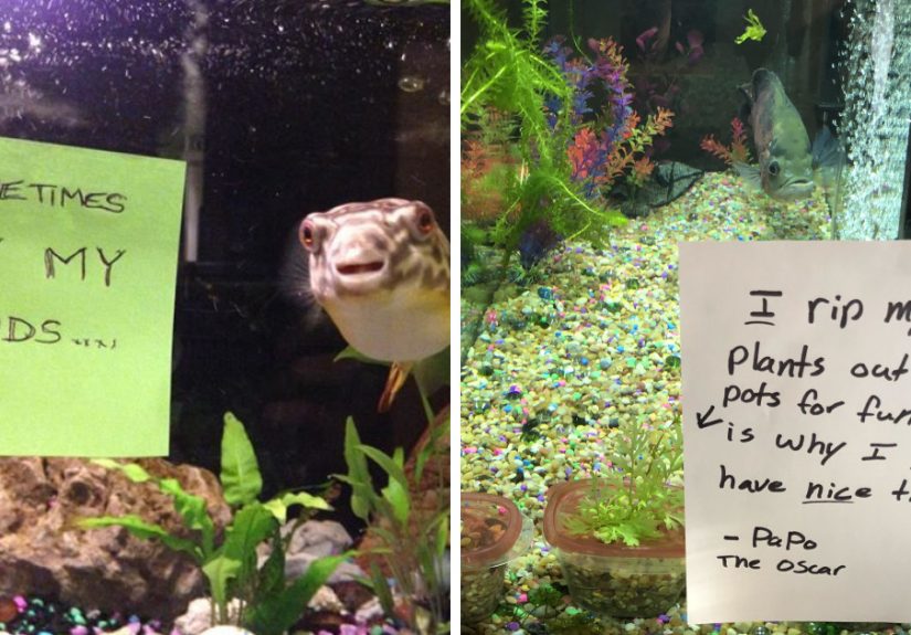 23 Hilarious Fish That Got Shamed Publicly For Being Naughty