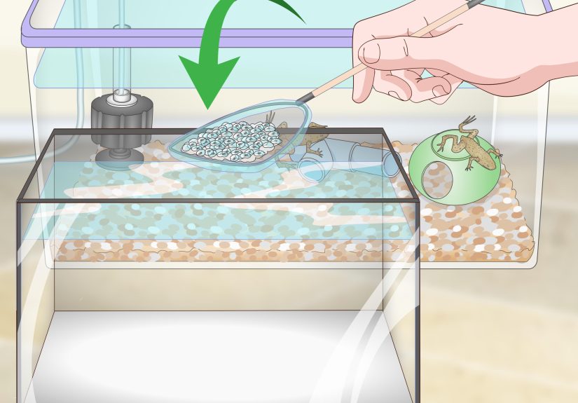 3 Ways to Care for African Dwarf Frogs
