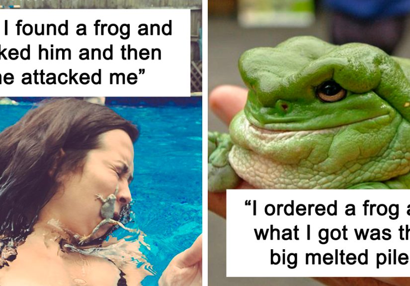 50 Adorable And Funny Frog Pics To Make Your Day Better