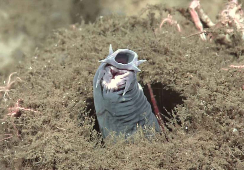 7 Impressive Animal Defense Mechanisms