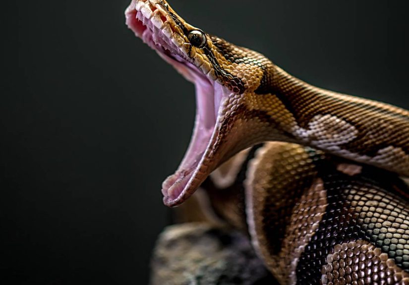 9 Animals That Have Invaded Florida