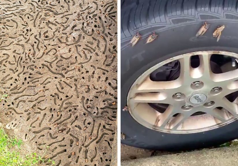 Billions Of Cicadas Emerge After 17 Years In The Ground And Create Chaos In Parts Of The US (30 Pics)