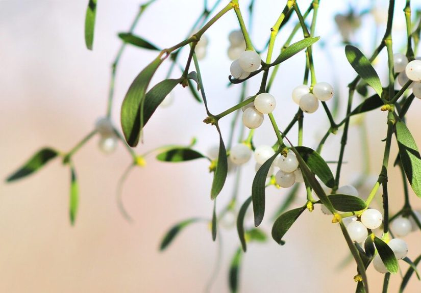 Can Mistletoe Help Treat Cancer? What the Science Says
