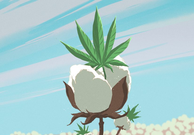 Cottonization: Making Hemp And Flax Fibers Into The Better Cotton