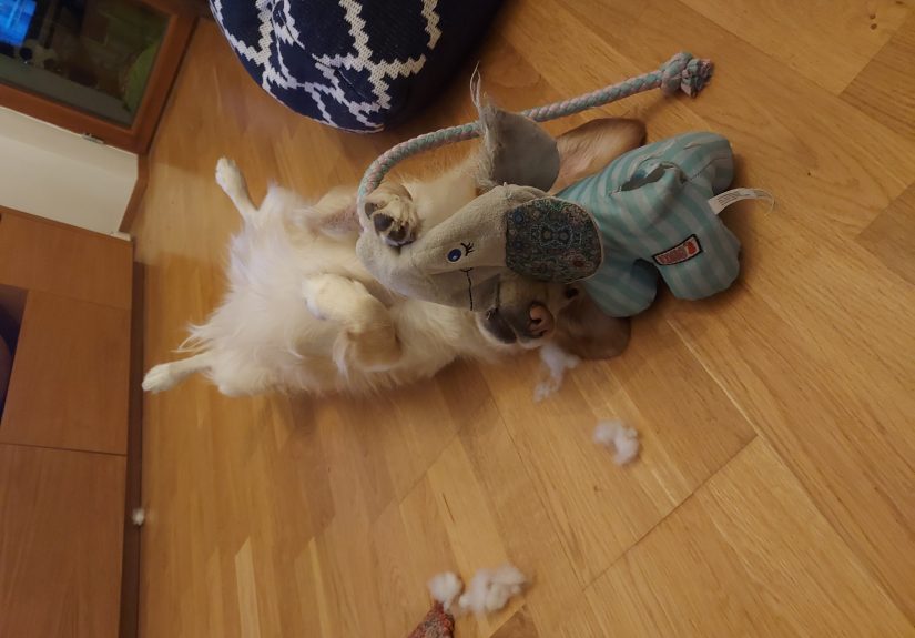 Hey Pandas, Post A Picture Of Your Pet With Their Favourite Toy!