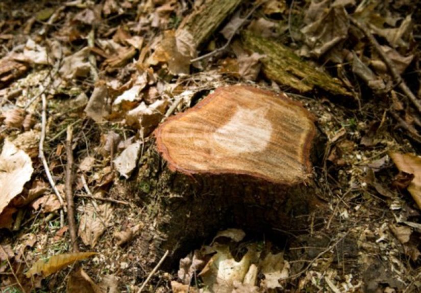 How to Drill a Tree Stump