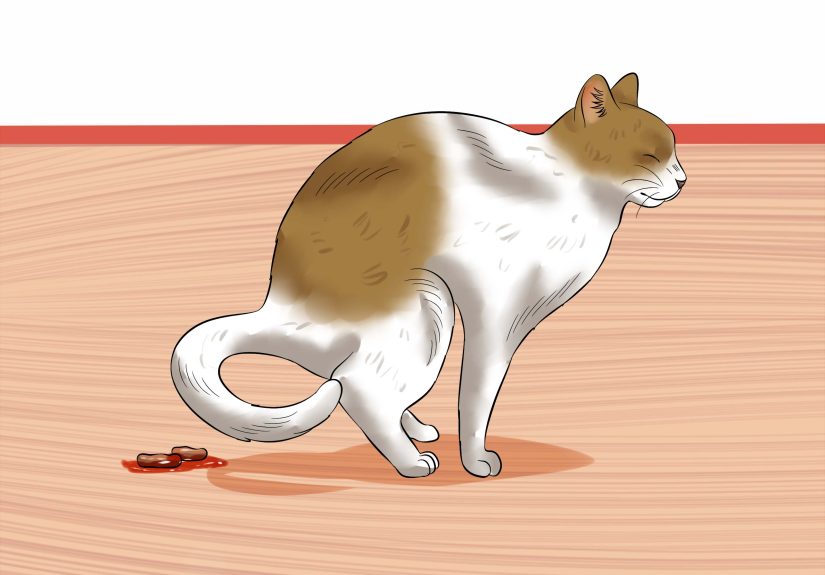 How to Give a Cat an Enema at Home: 11 Steps