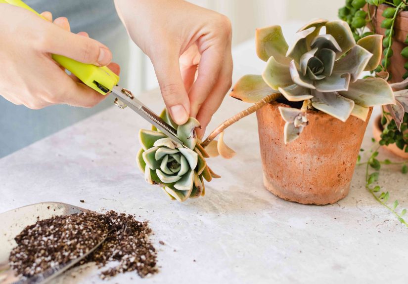 How to Revive a Succulent