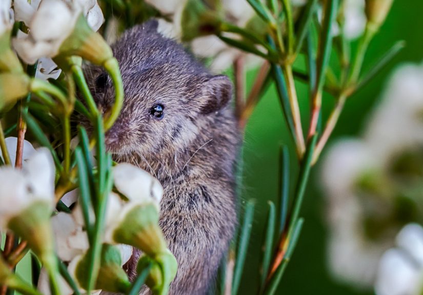 I Capture The Life Of A Little Mouse Who Was Rescued From Cat’s Mouth