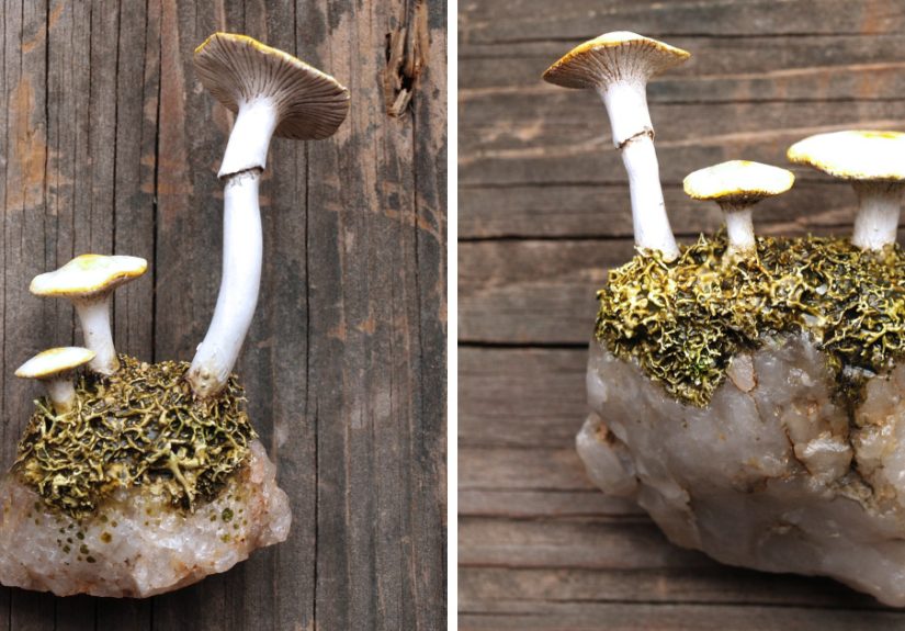 I Create These Earthy Refrigerator Magnets