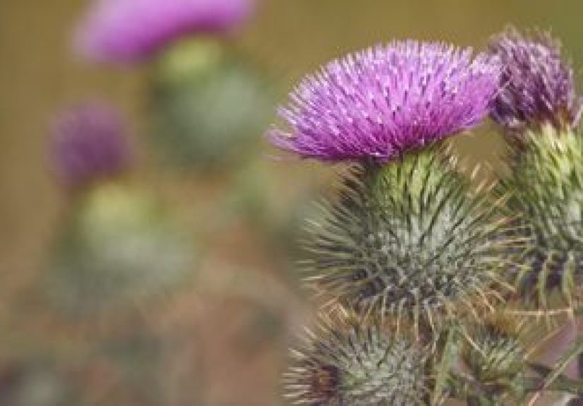Milk Thistle and Breast Cancer: What You Should Know