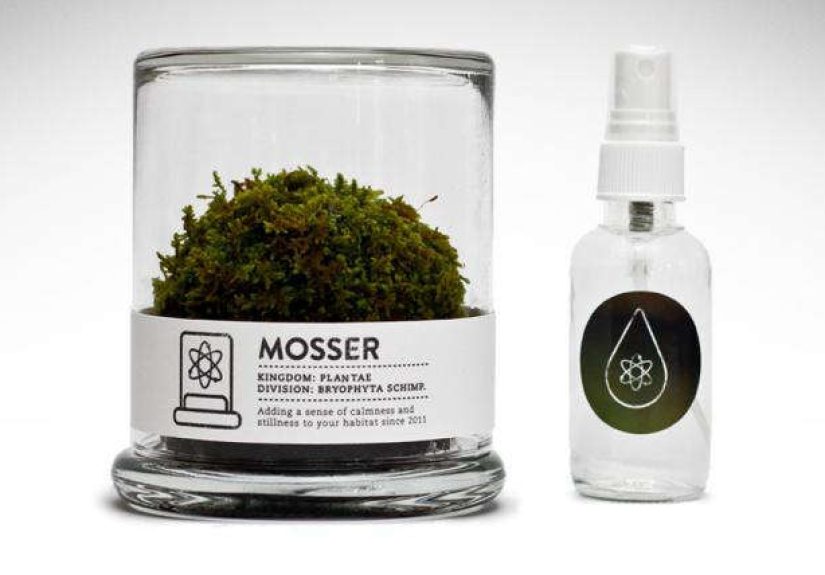 Mosser Glass Terrarium