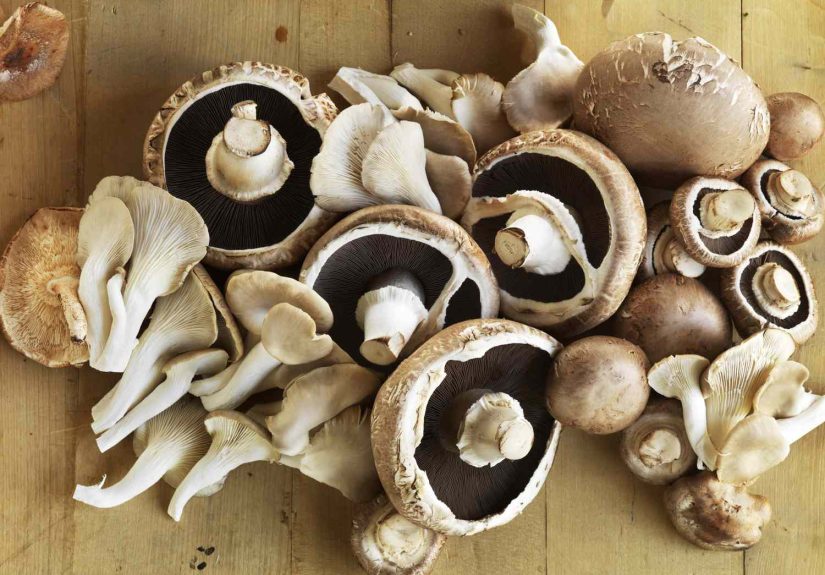 Where to Buy Fresh and Wild Mushrooms