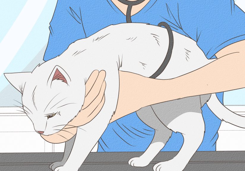 Why Do Cats Stick Their Tongues Out? 12 Possible Reasons