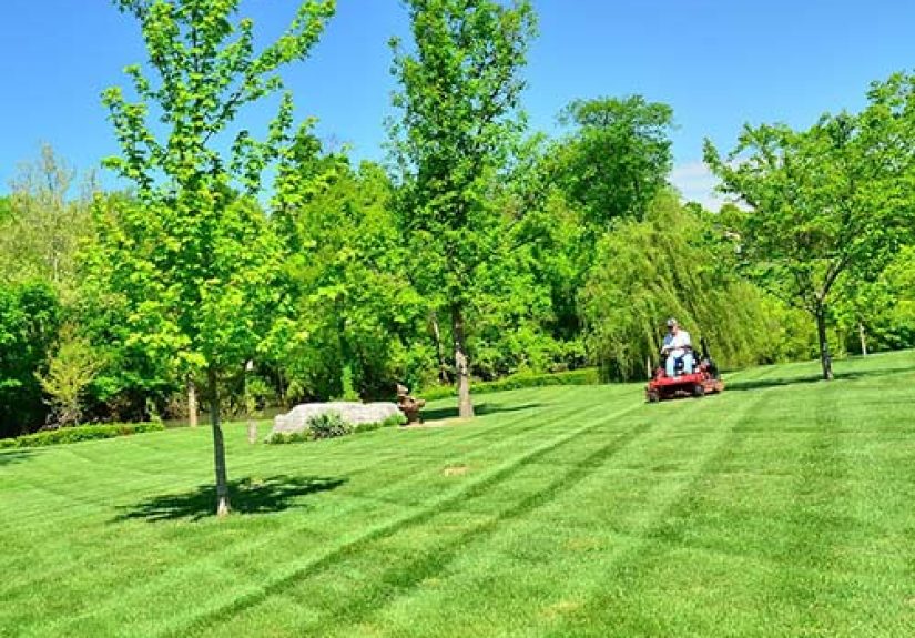 Winterizer Fertilizer - What Is It And When To Apply